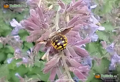 European Wool-carder Bee - photo 4