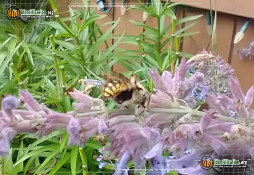 European Wool-carder Bee - photo 5