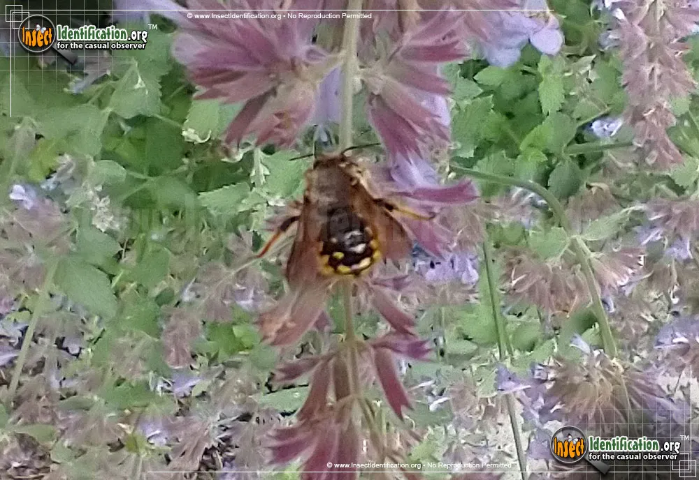 European Wool-carder Bee - photo 6