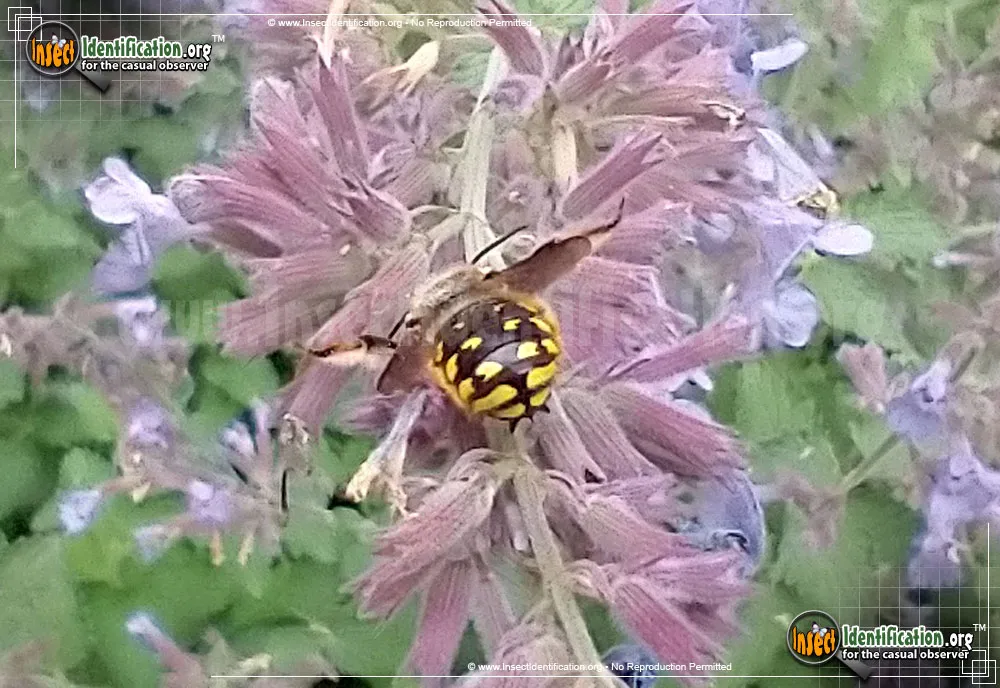 European Wool-carder Bee - photo 7