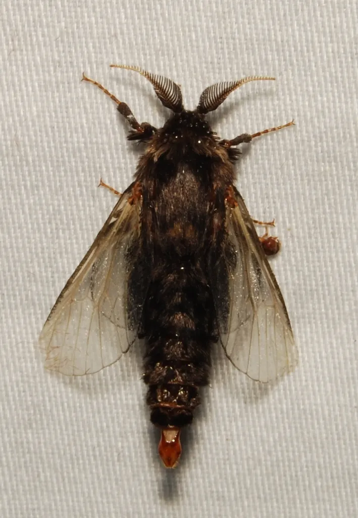 Evergreen Bagworm Moth - photo 2