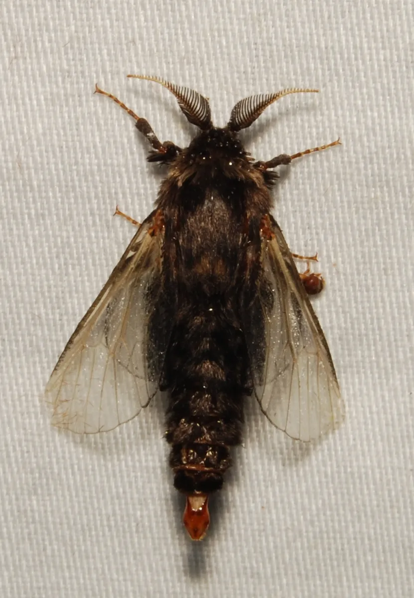 Evergreen Bagworm Moth - photo 3