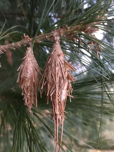 Evergreen Bagworm Moth - photo 4