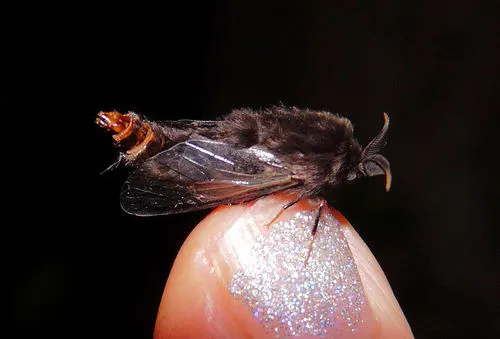 Evergreen Bagworm Moth - photo 7