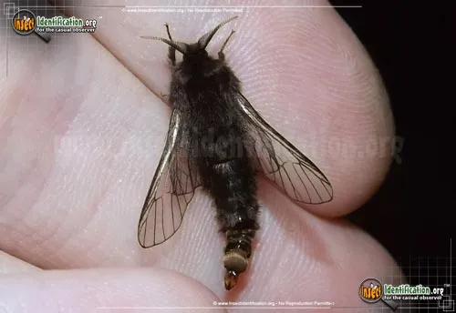 Evergreen Bagworm Moth - photo 8