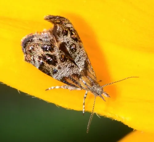 Everlasting Tebenna Moth