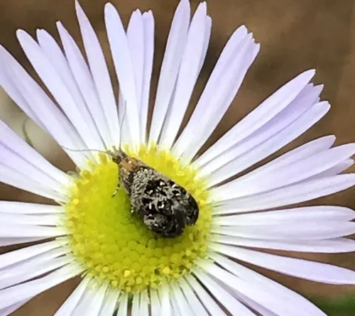 Everlasting Tebenna Moth - photo 4