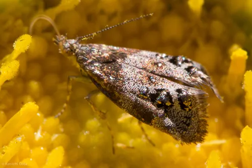 Everlasting Tebenna Moth - photo 5