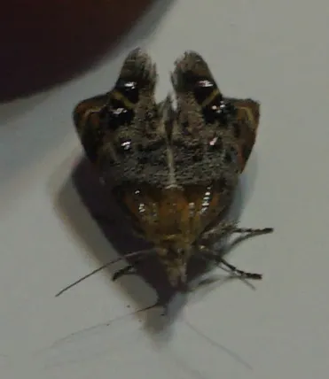 Everlasting Tebenna Moth - photo 6