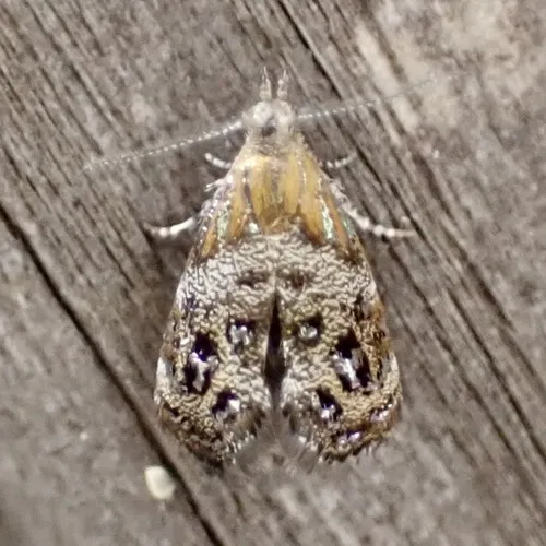 Everlasting Tebenna Moth - photo 7
