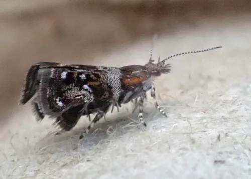 Everlasting Tebenna Moth - photo 8