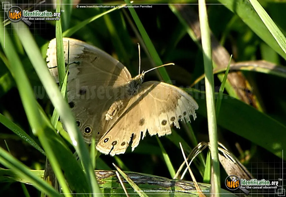 Eyed Brown Butterfly