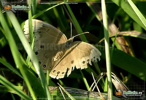 Eyed Brown Butterfly - photo 2
