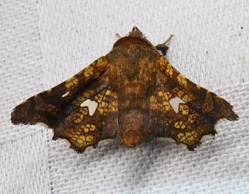 Eyed Dysodia Moth