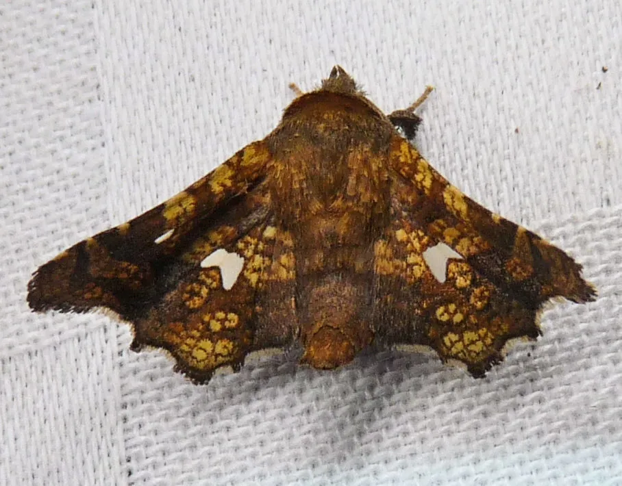 Eyed Dysodia Moth - photo 2