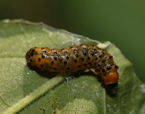 Eyed Dysodia Moth - photo 4