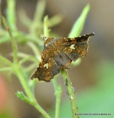 Eyed Dysodia Moth - photo 5