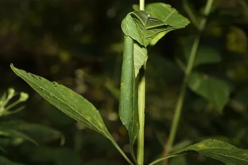 Eyed Dysodia Moth - photo 6