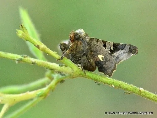 Eyed Dysodia Moth - photo 7