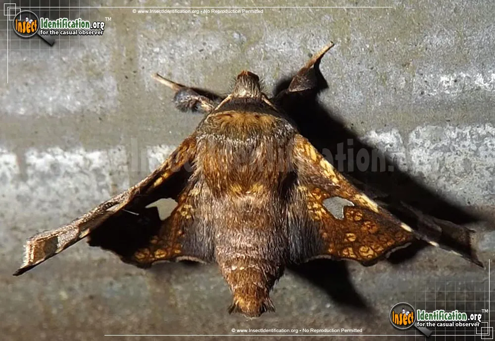 Eyed Dysodia Moth - photo 8