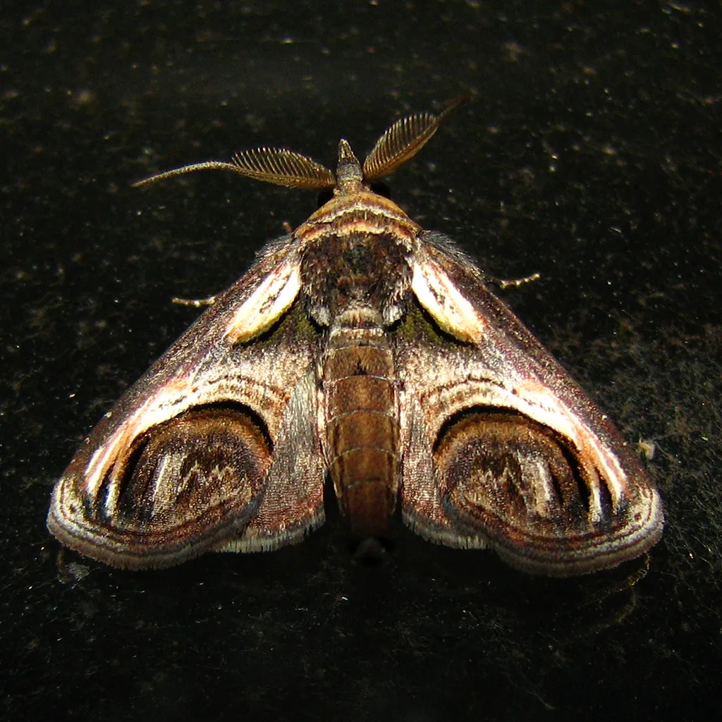 Eyed Paectes Moth - photo 2