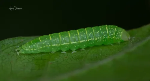 Eyed Paectes Moth - photo 4