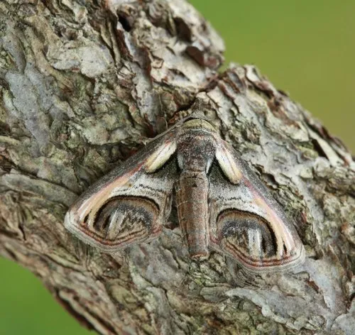 Eyed Paectes Moth - photo 5