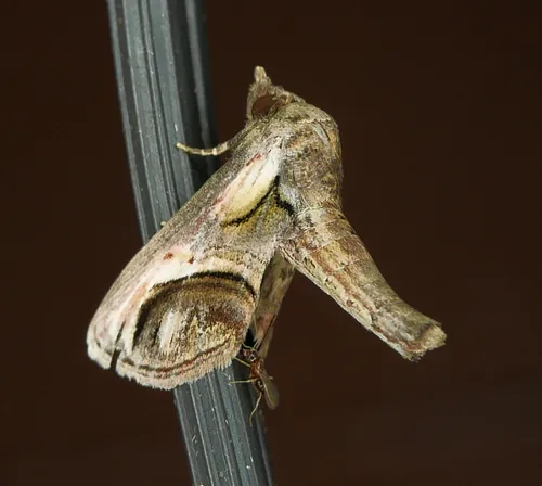 Eyed Paectes Moth - photo 6