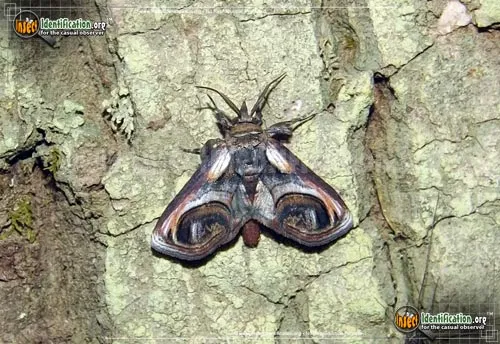Eyed Paectes Moth - photo 7