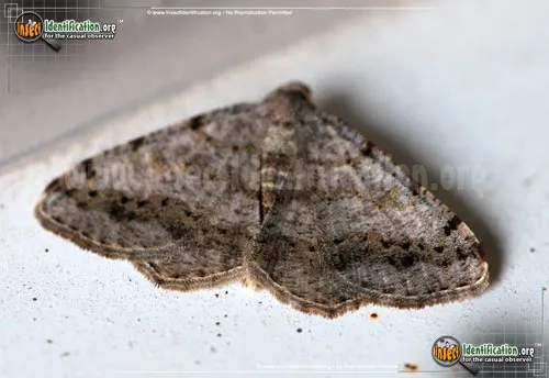 Faint-spotted Angle Moth - photo 2