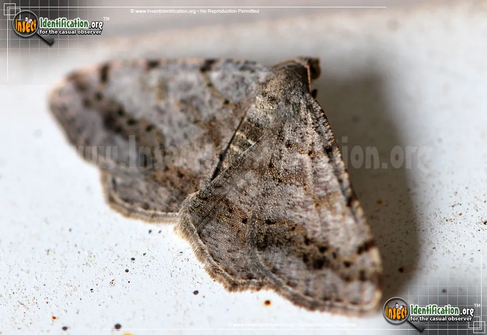 Faint-spotted Angle Moth - photo 3