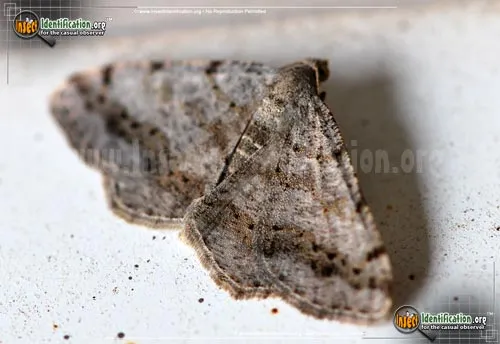 Faint-spotted Angle Moth - photo 4