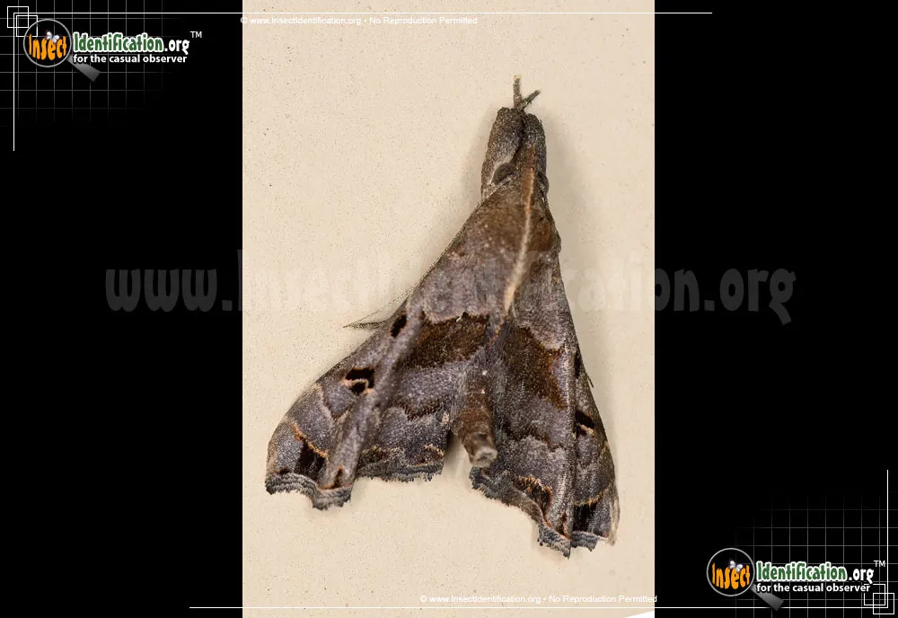 Faint-spotted Palthis - Palthis asopialis