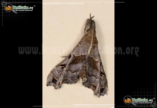 Faint-spotted Palthis - photo 2