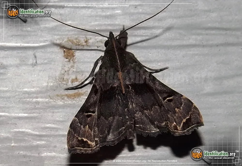 Faint-spotted Palthis - photo 3