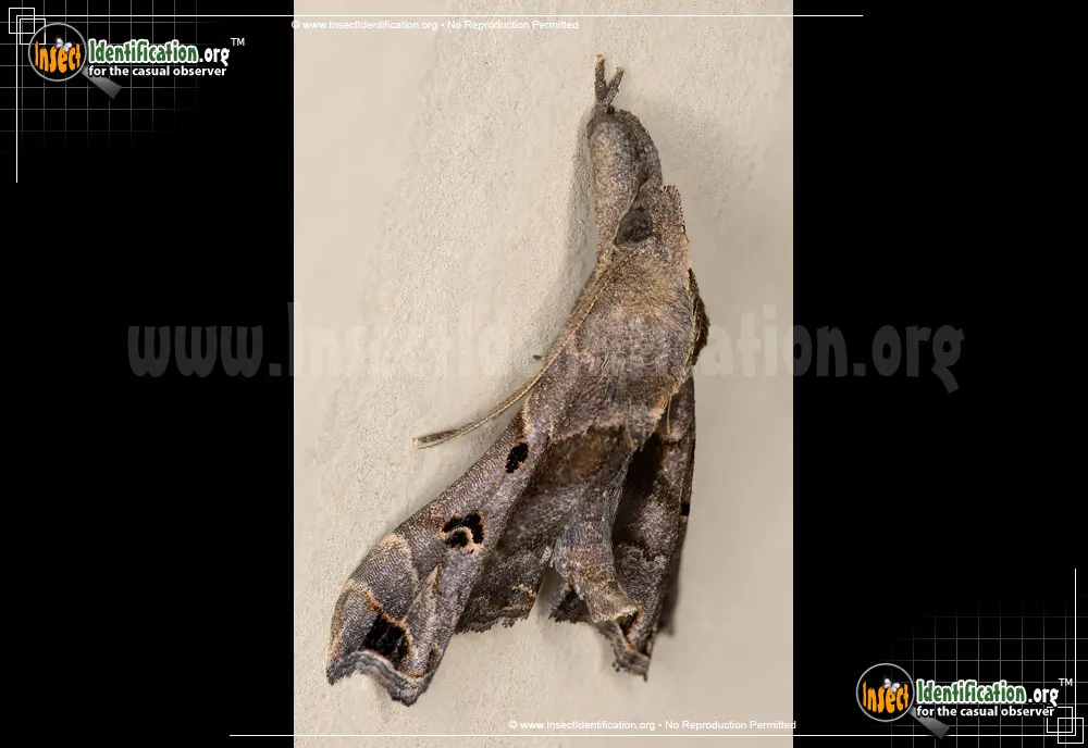 Faint-spotted Palthis - photo 5
