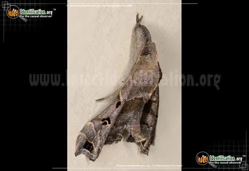 Faint-spotted Palthis - photo 6