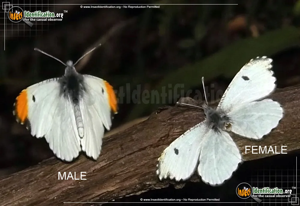 Falcate Orangetip