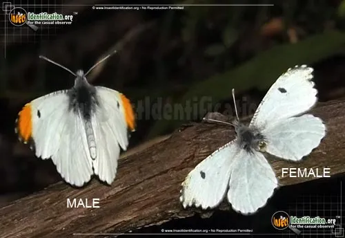 Falcate Orangetip - photo 2