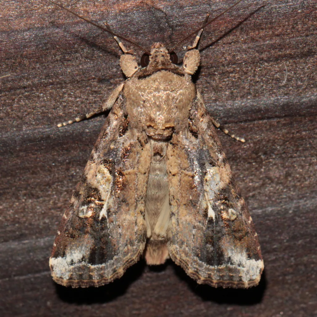 Fall Armyworm Moth - photo 2