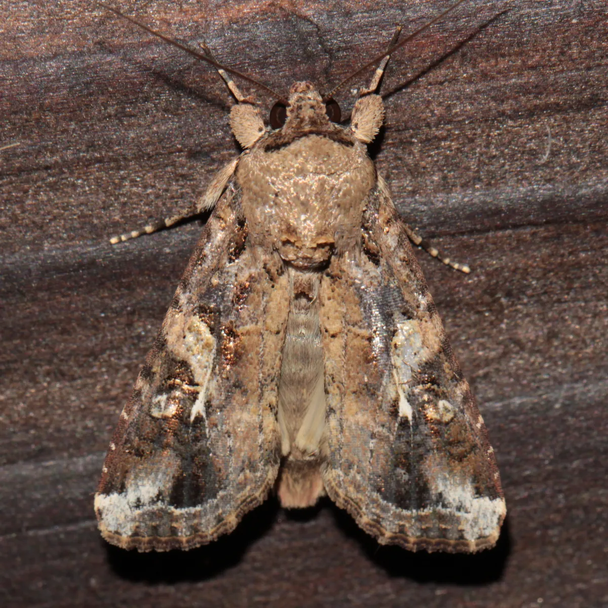 Fall Armyworm Moth - photo 3