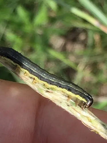 Fall Armyworm Moth - photo 4