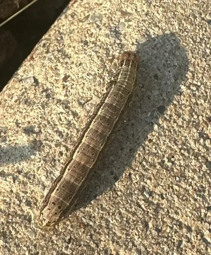 Fall Armyworm Moth - photo 5