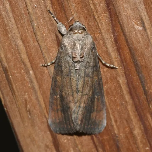 Fall Armyworm Moth - photo 6