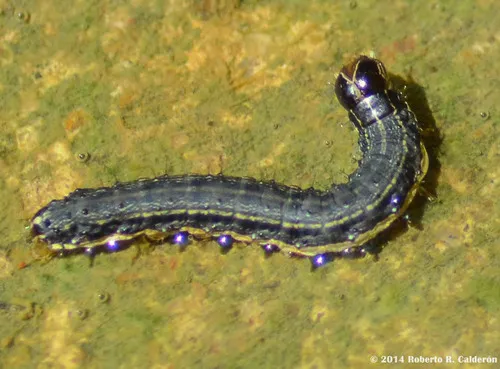 Fall Armyworm Moth - photo 7