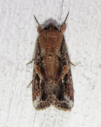 Fall Armyworm Moth - photo 8