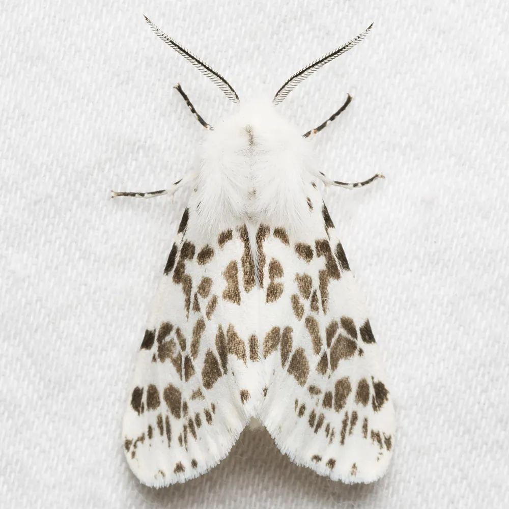 Fall Webworm - photo 2