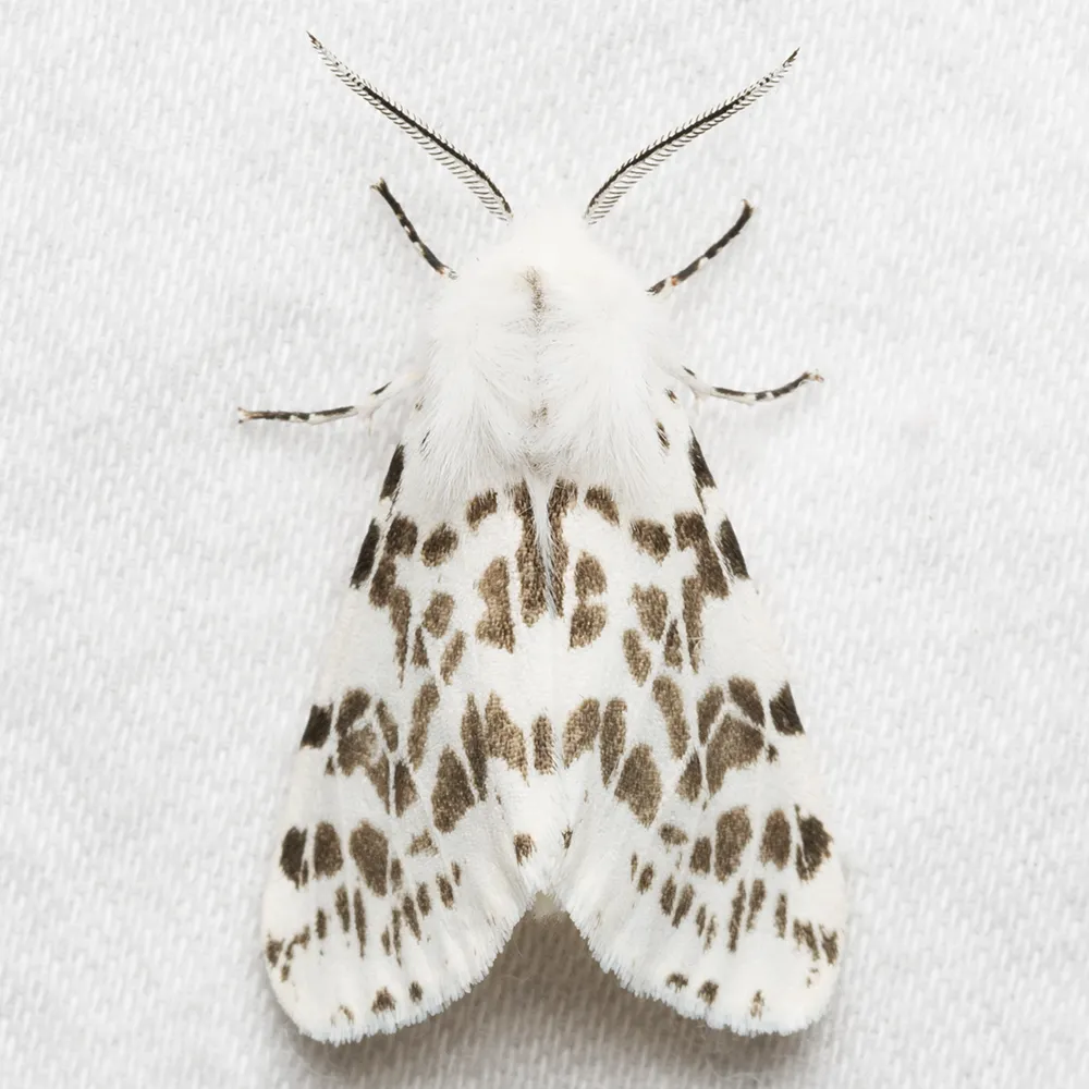 Fall Webworm - photo 3