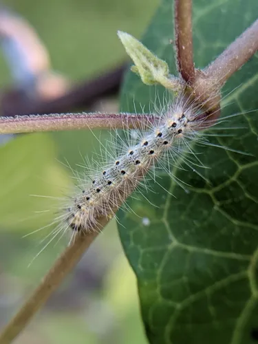 Fall Webworm - photo 4