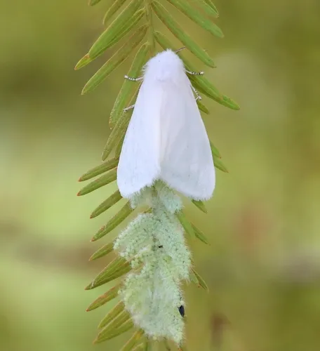 Fall Webworm - photo 5
